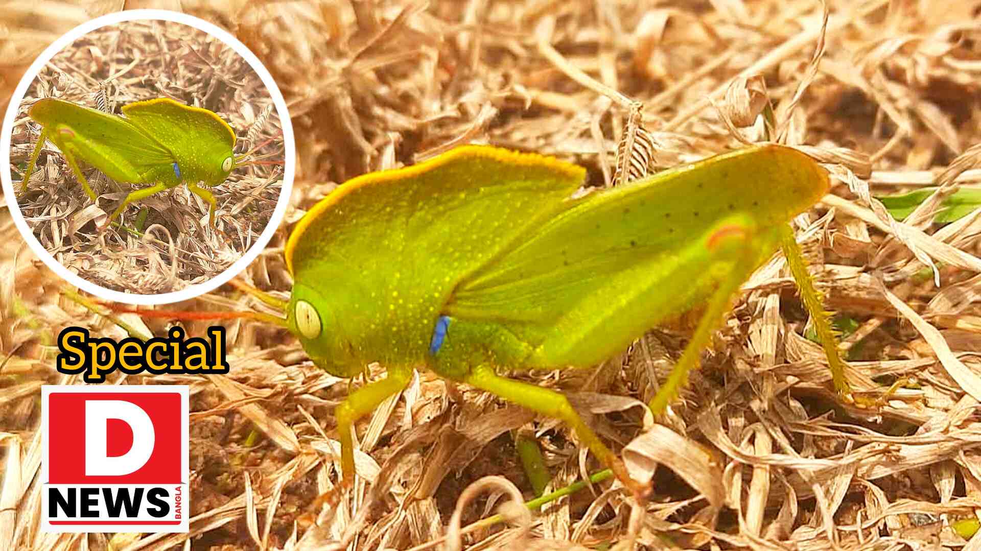 Sighting a butterfly : ফের দেখা মিলল কিন্তু 60 বছর পর! মুকুট ফড়িংয়ের দেখা লোধাশুলির জঙ্গলে