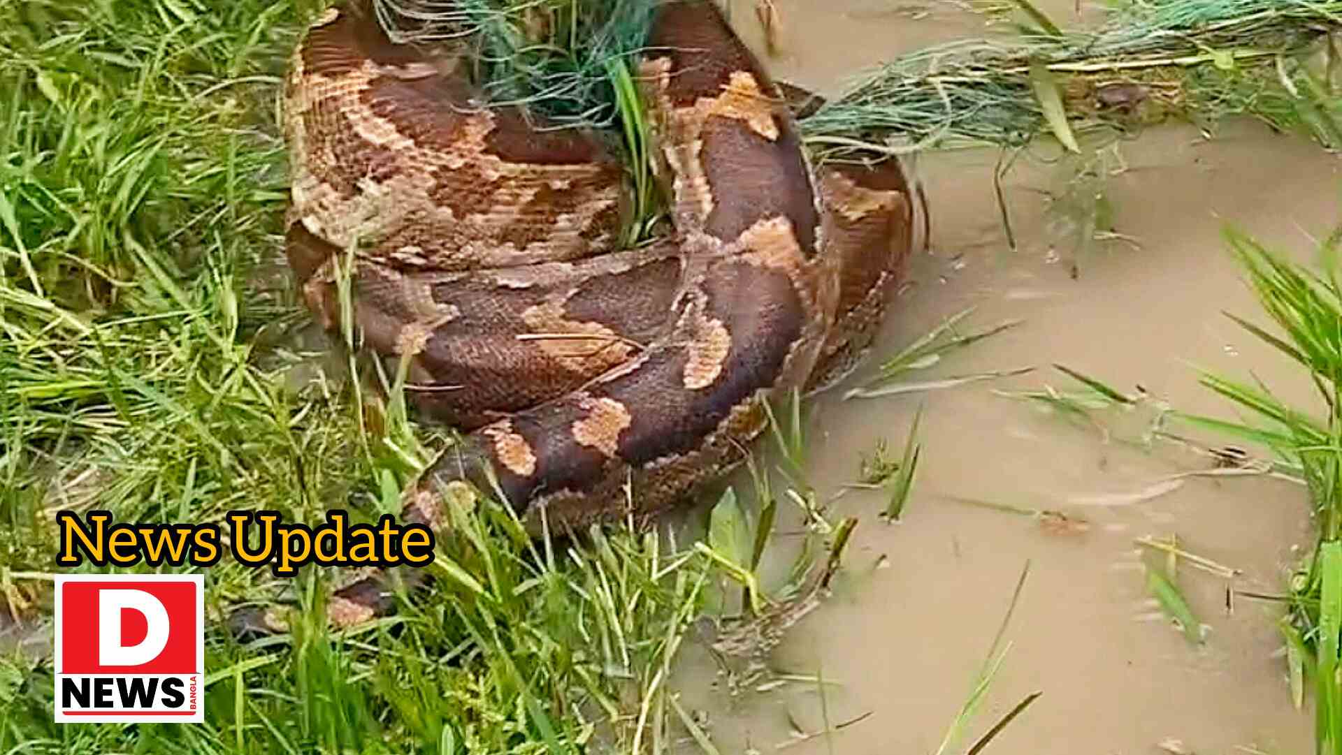 Python Recovery : টানা বৃষ্টিতে ভেসে এলো 15 ফুটের পাইথন! মাছের জাল থেকে উদ্ধার করে নিয়ে গেল বনদপ্তর, এলাকায় চাঞ্চল্য