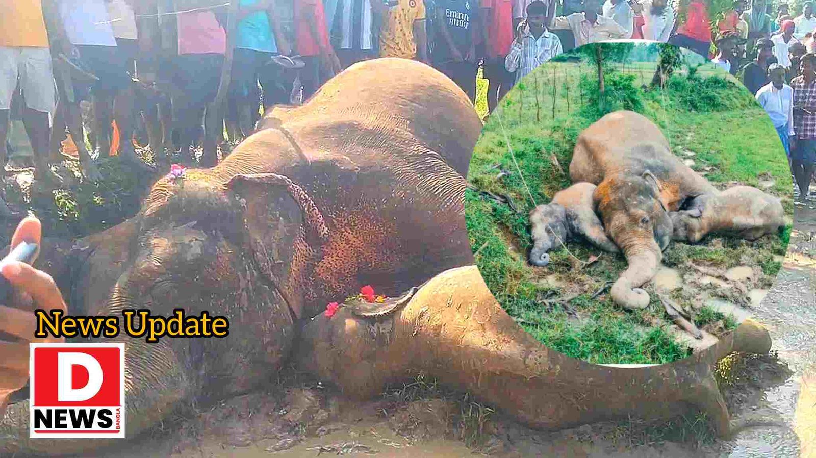 Elephant Dead : ধানজমিতে একসঙ্গে 3 হাতির মৃত্যু, প্রাথমিক তদন্তে বিদ্যুৎস্পৃষ্টের প্রমাণ! তদন্তে মেদিনীপুর বনবিভাগ